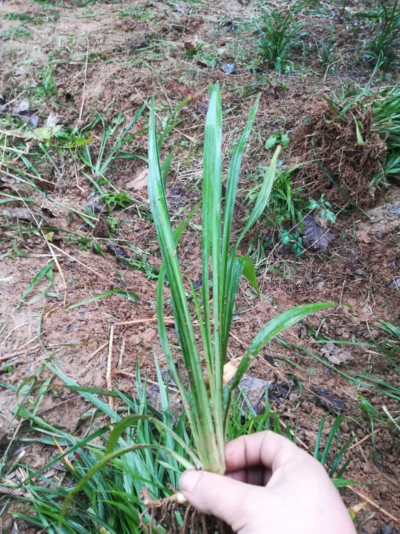 大量供应吉祥草