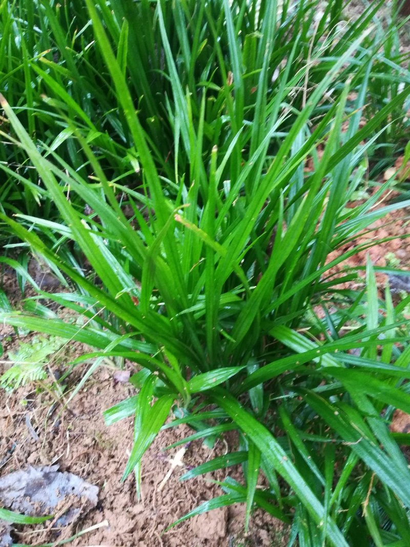 大量供应吉祥草