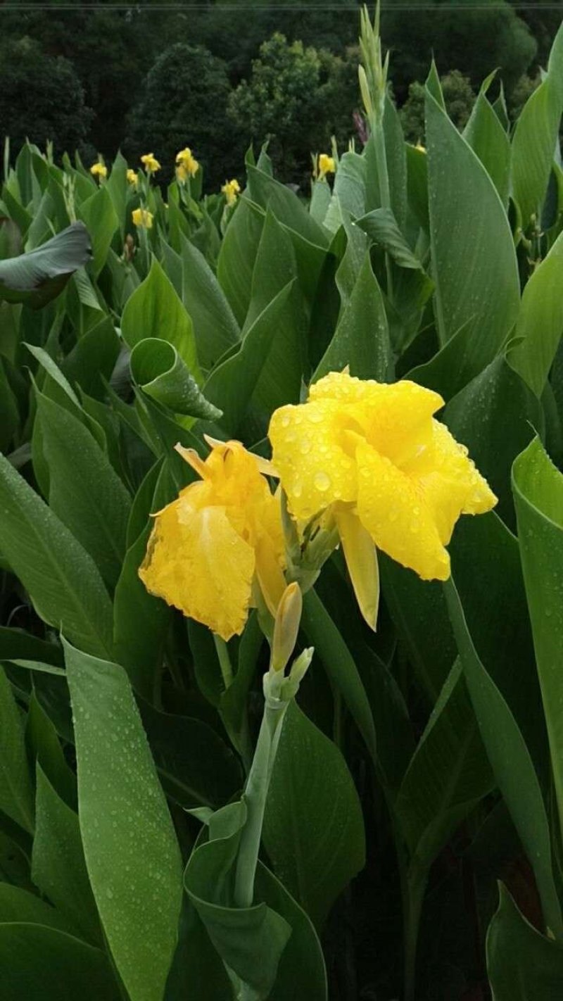 各种花色美人蕉大量供应