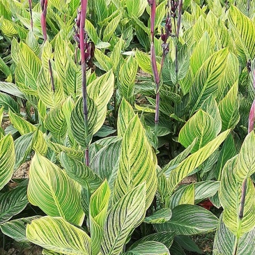 各种花色美人蕉大量供应
