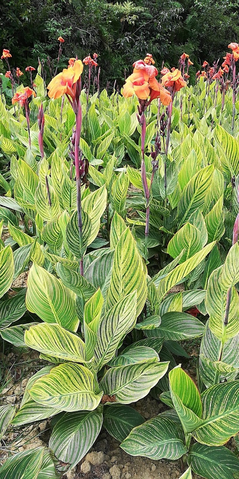 各种花色美人蕉大量供应