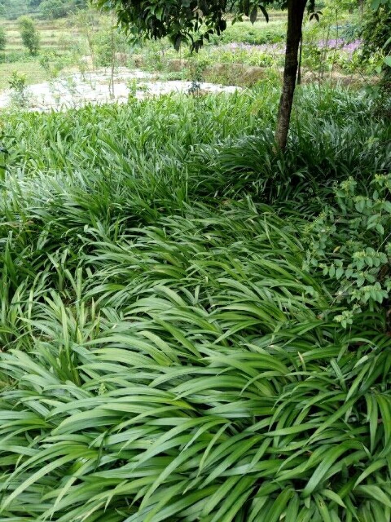 鸢尾大量供应