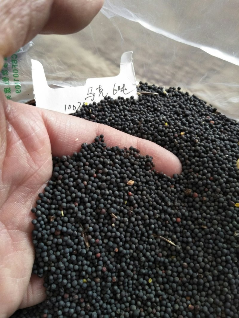 新疆油菜籽，油色金黄透亮香味儿浓，水分8左右保质保量