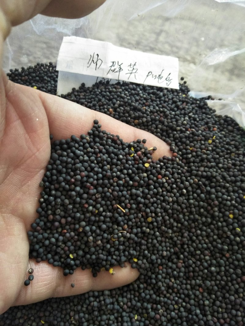 新疆油菜籽，油色金黄透亮香味儿浓，水分8左右保质保量