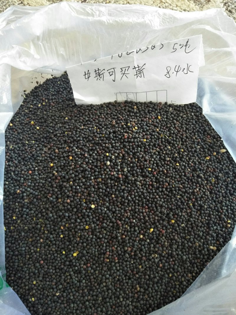 新疆油菜籽，油色金黄透亮香味儿浓，水分8左右保质保量