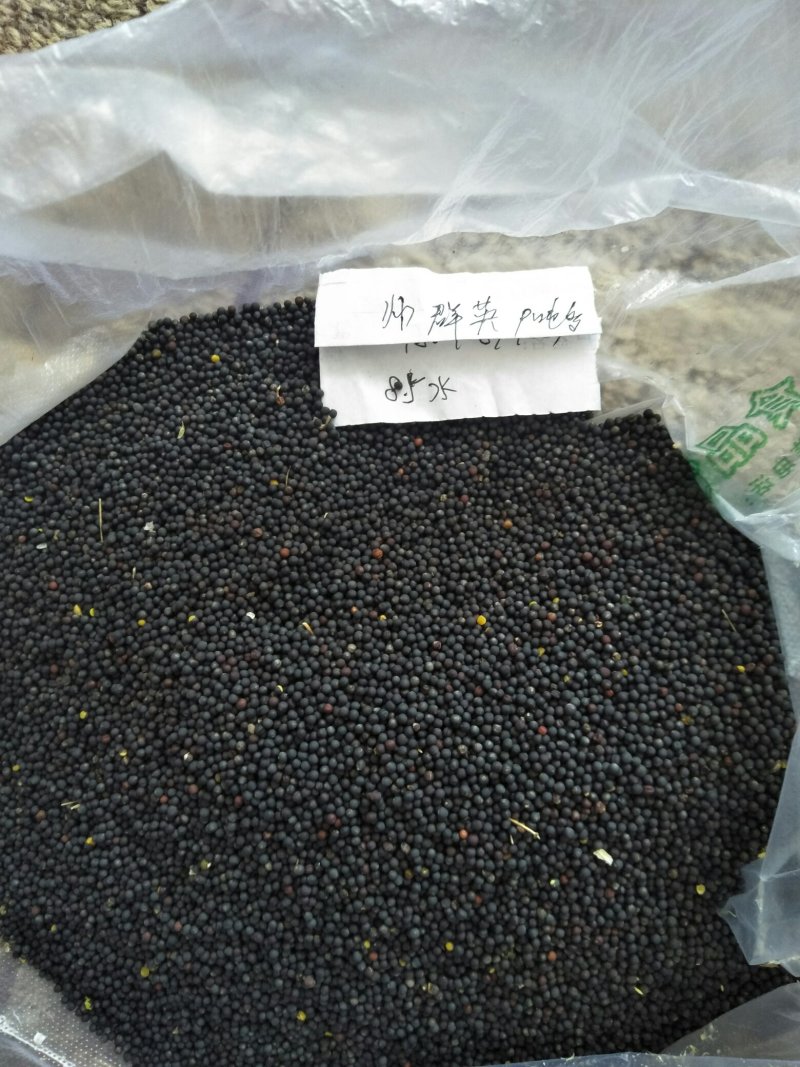 新疆油菜籽，油色金黄透亮香味儿浓，水分8左右保质保量