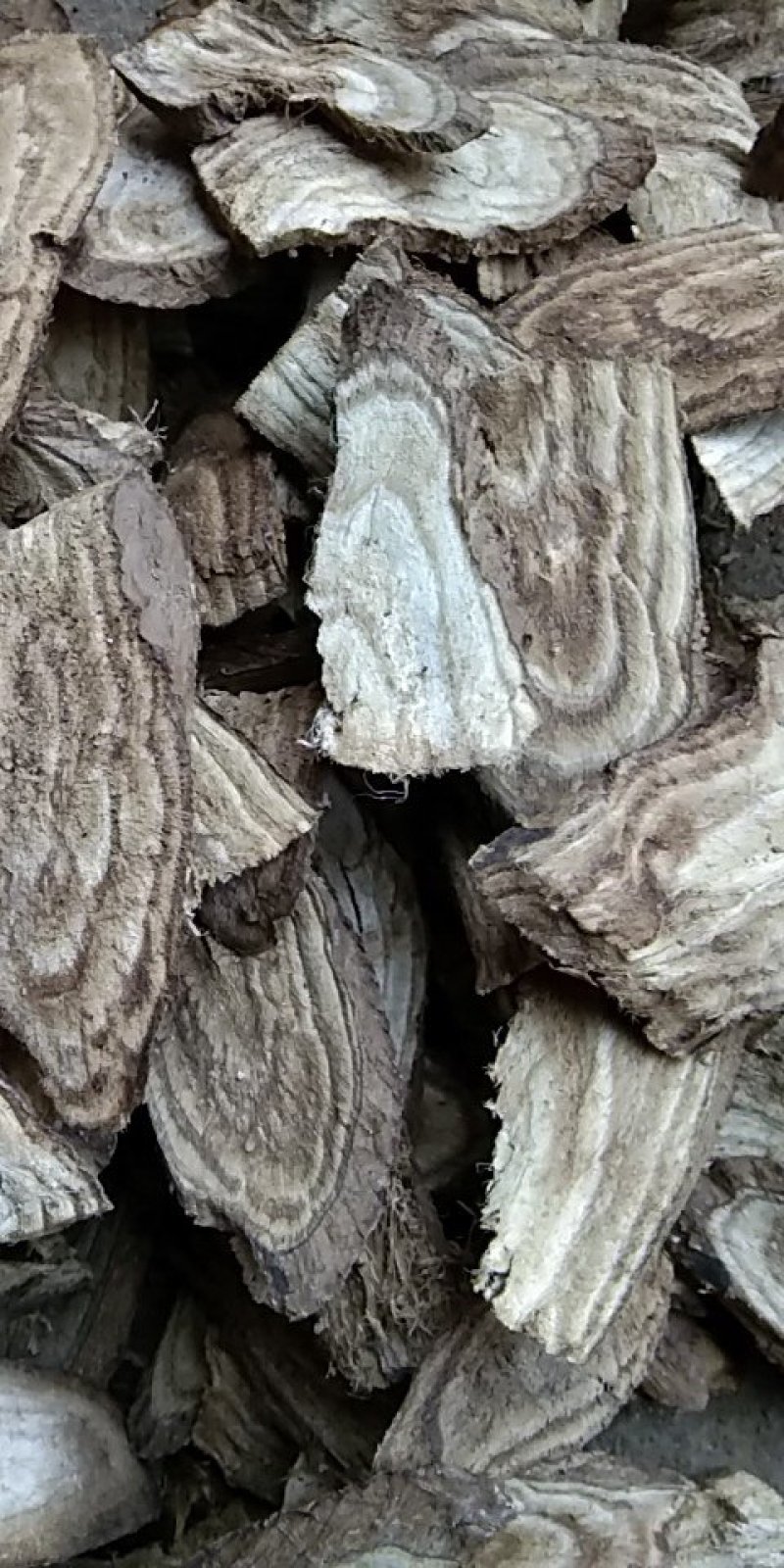 野生葛片