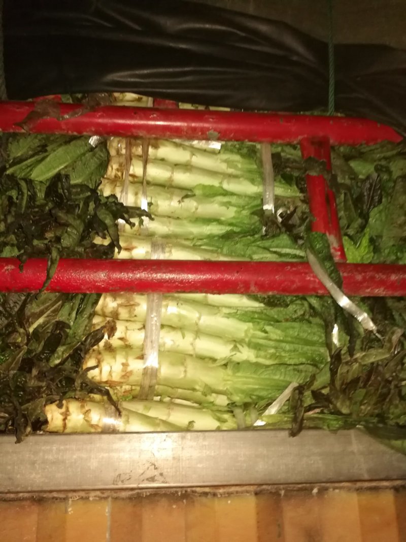 莴苣现货大量预售需要的联系我大量优质货源等着你来订购
