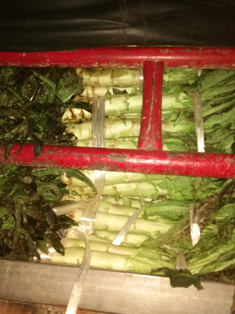 莴苣现货大量预售需要的联系我大量优质货源等着你来订购