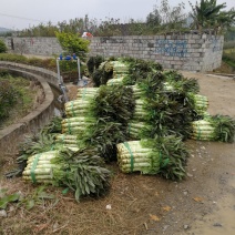 莴苣现货大量预售需要的我大量优质货源等着你来订购