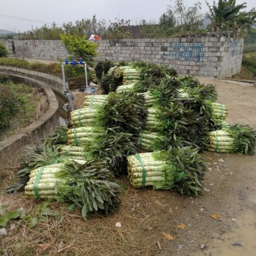 莴苣现货大量预售需要的联系我大量优质货源等着你来订购