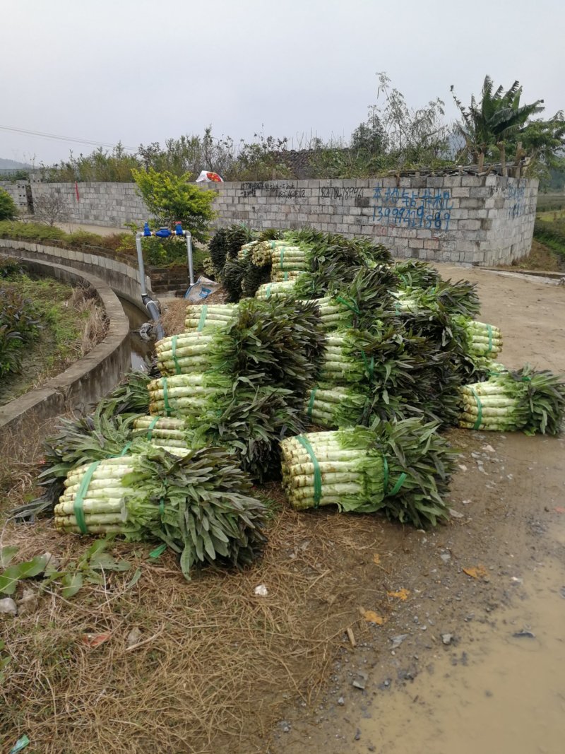 莴苣现货大量预售需要的联系我大量优质货源等着你来订购