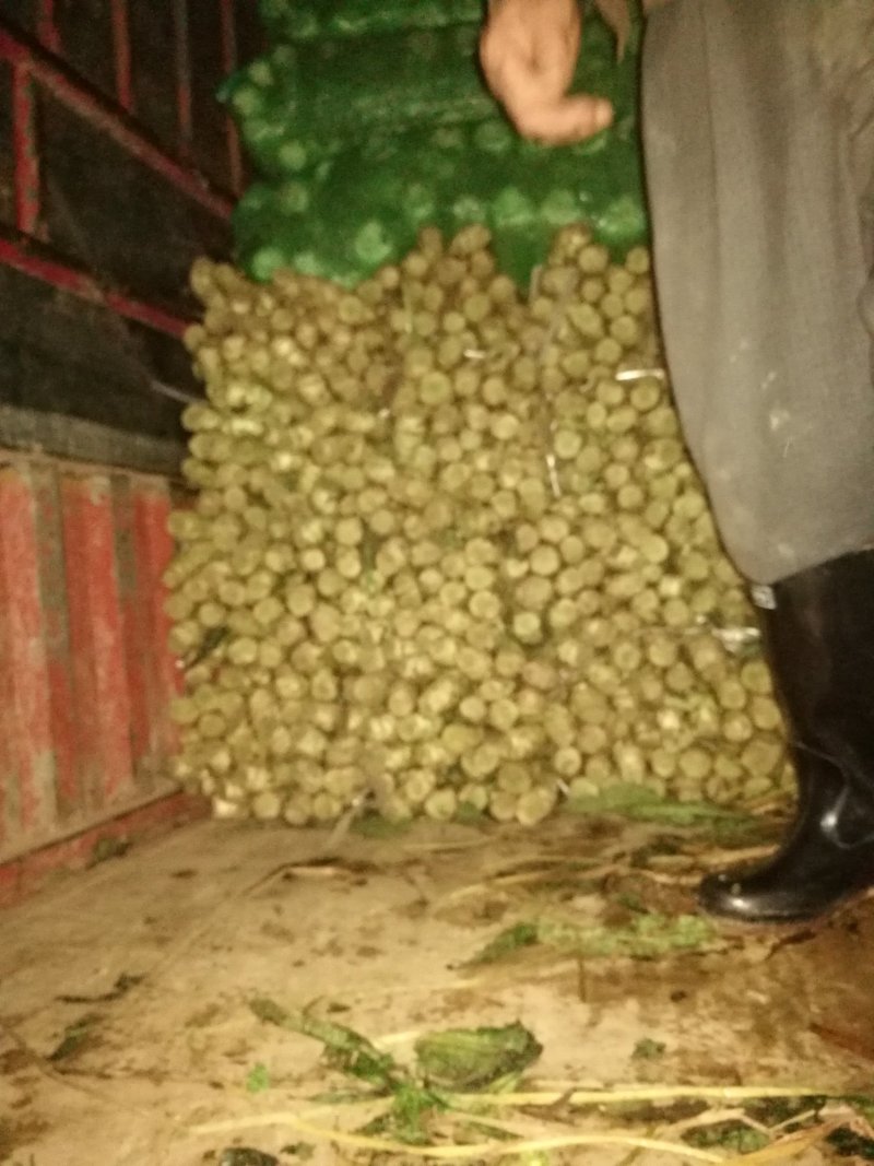 莴苣现货大量预售需要的联系我大量优质货源等着你来订购