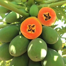 红心木瓜