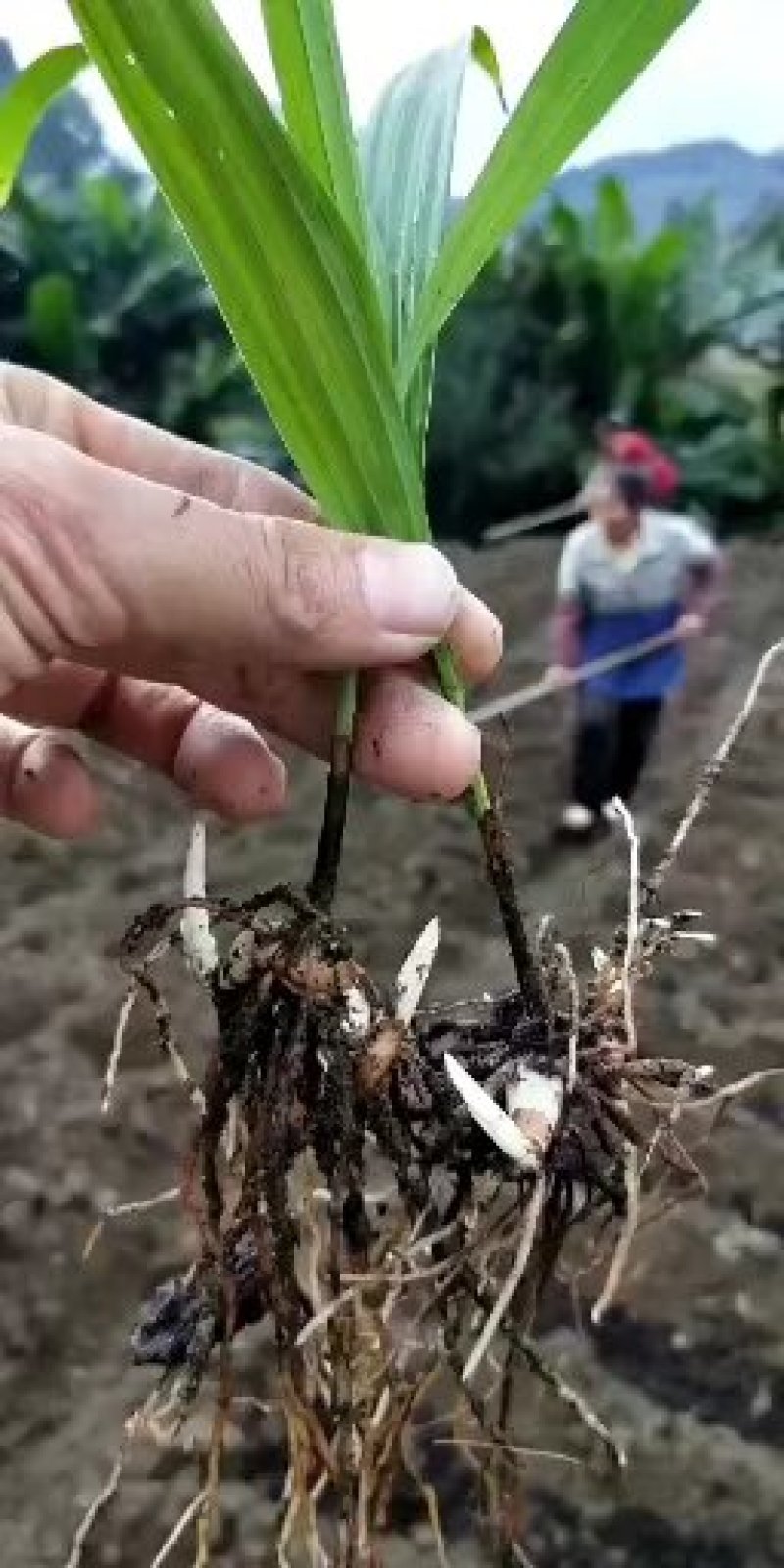 白芨种苗