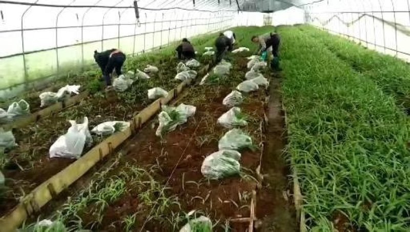 白芨种苗