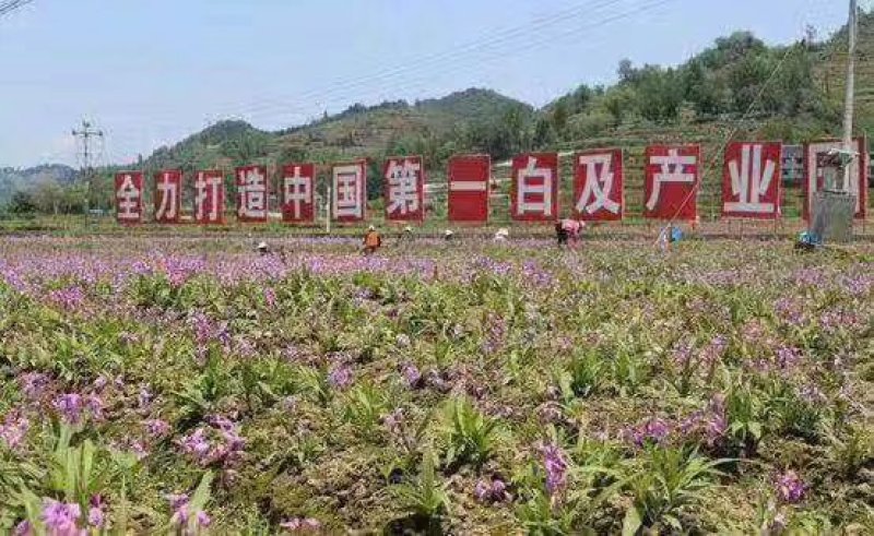 白芨种苗
