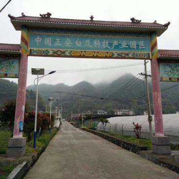 白芨种苗