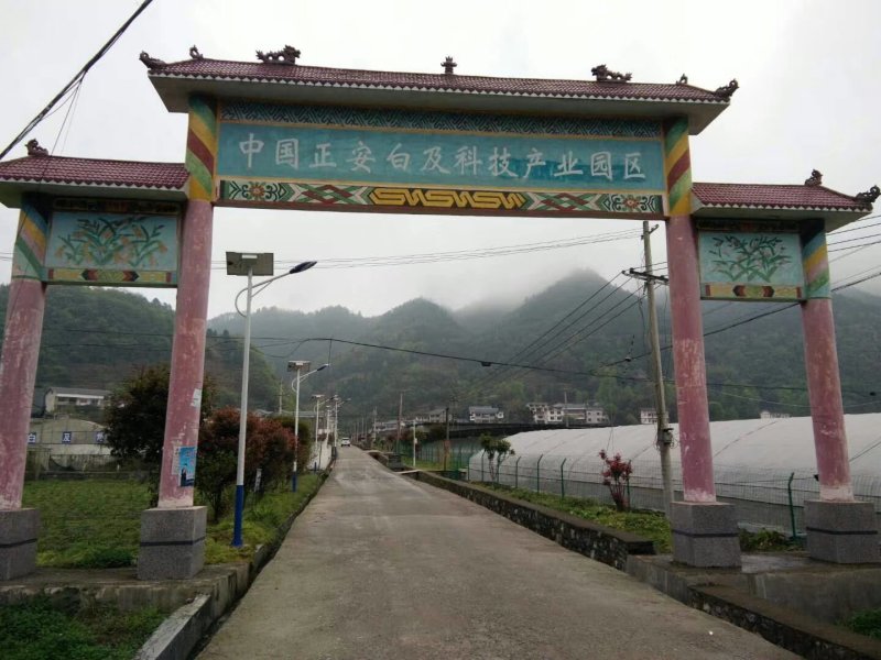 白芨种苗