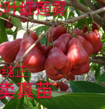 莲雾是什么季节的水果