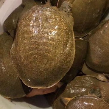 外塘甲鱼