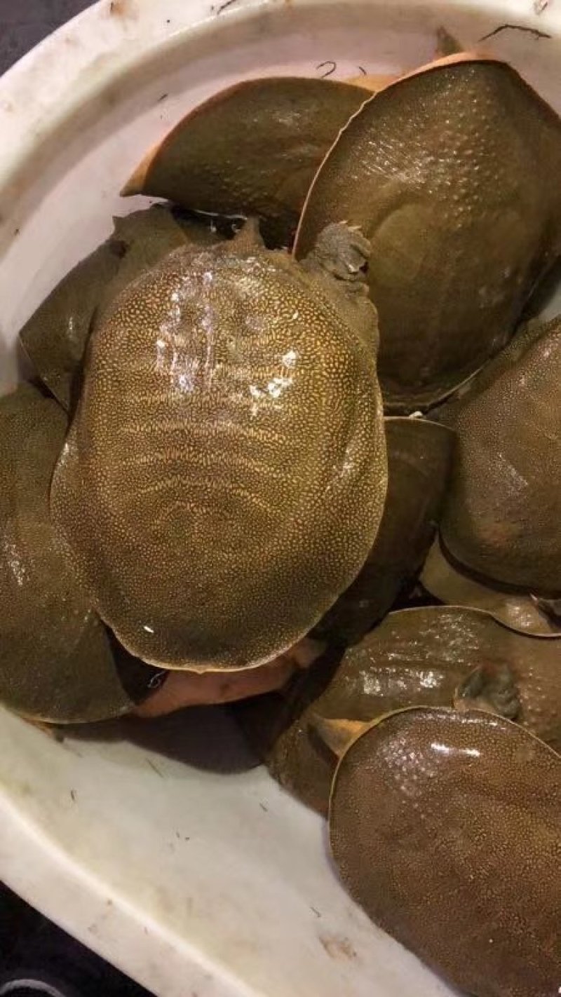 外塘甲鱼