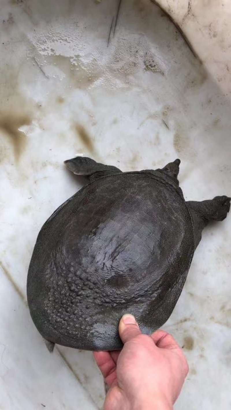 外塘甲鱼