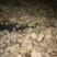 白芍中片18