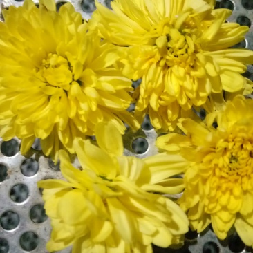 皇菊，