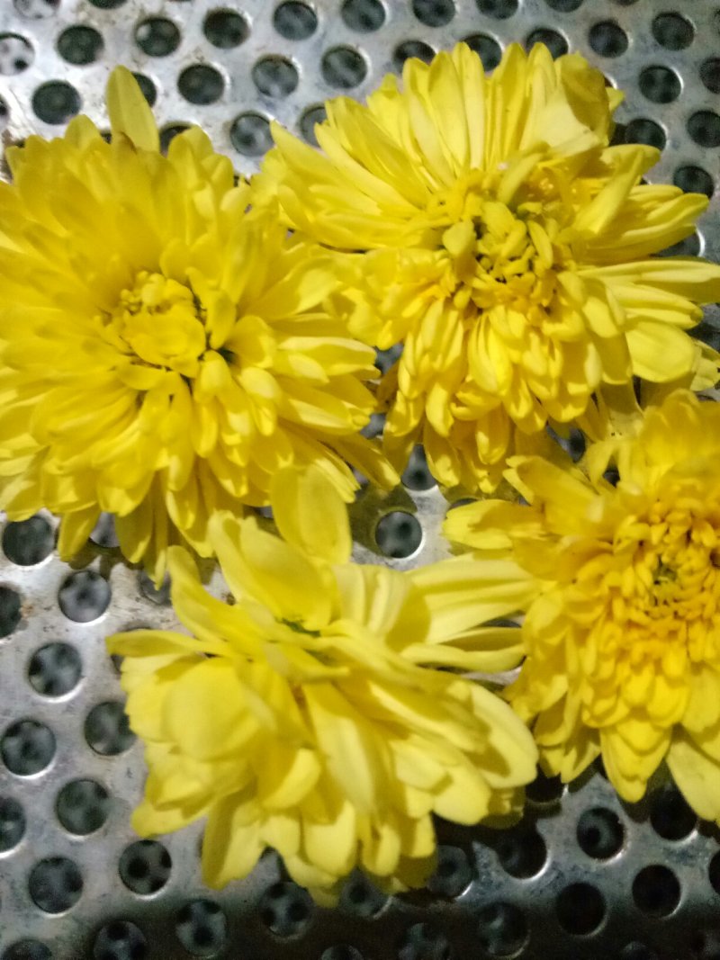 皇菊，