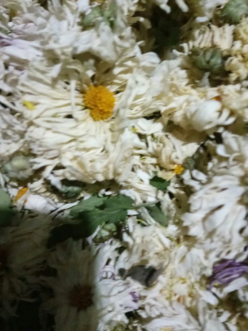 皇菊，