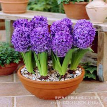 荷兰风信子