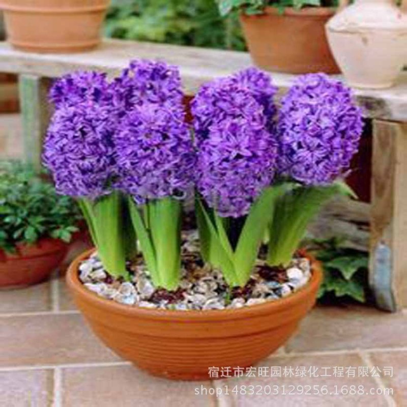 荷兰风信子