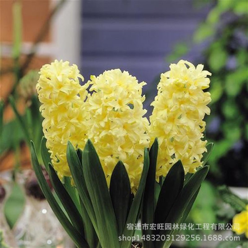荷兰风信子