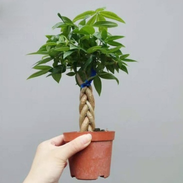 发财树