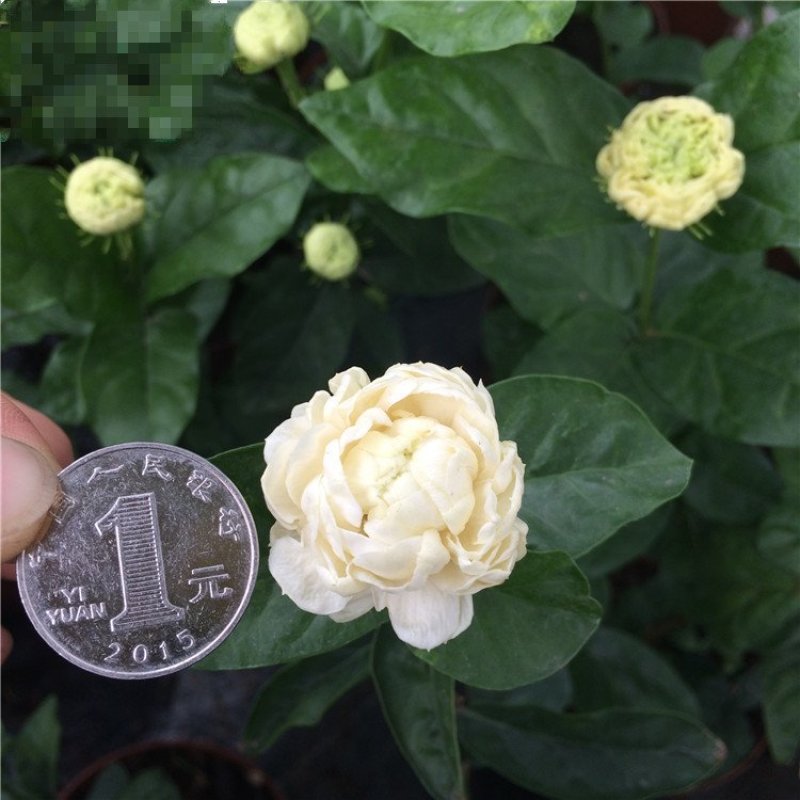 虎头茉莉
