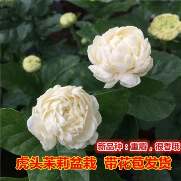 虎头茉莉