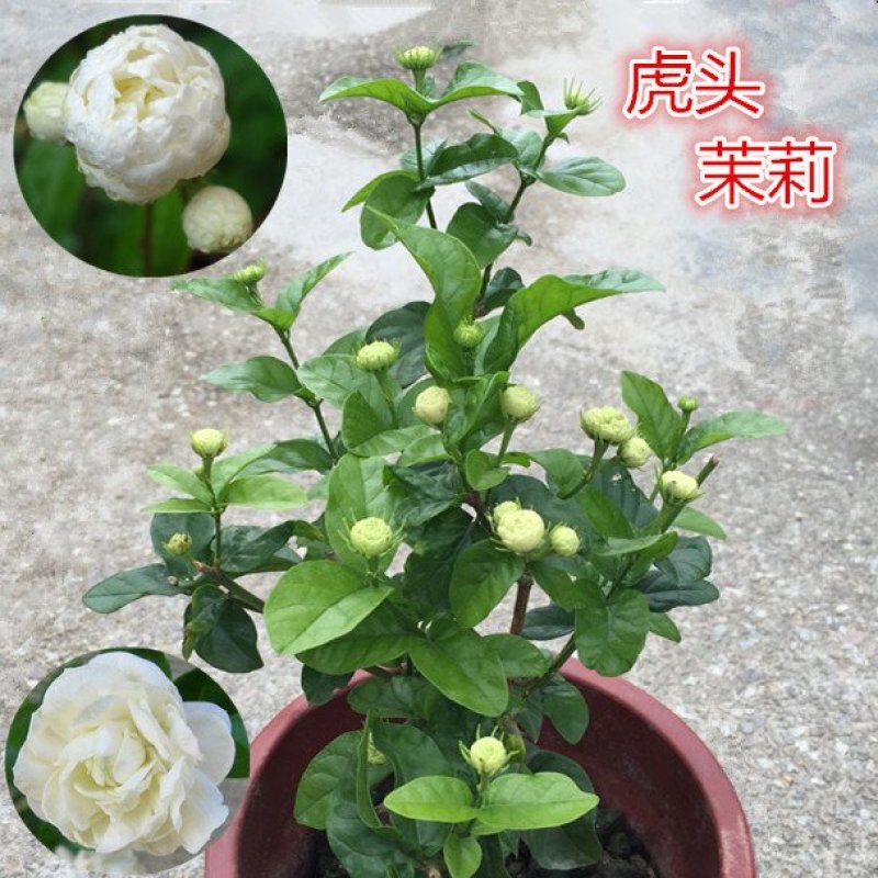 虎头茉莉