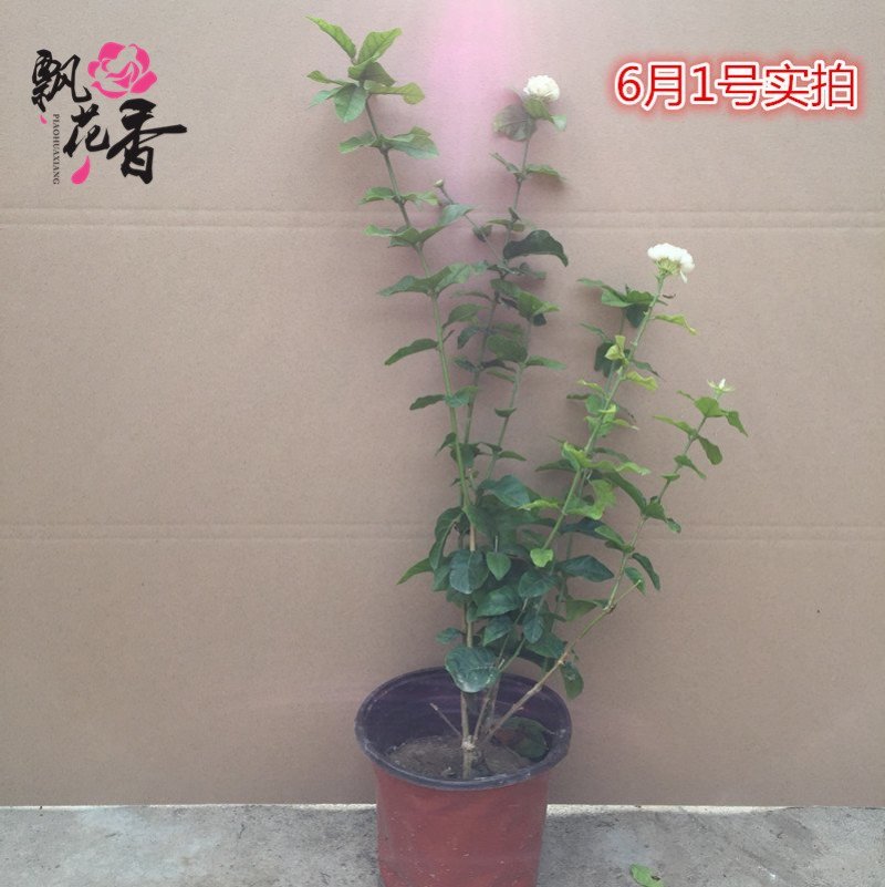 虎头茉莉