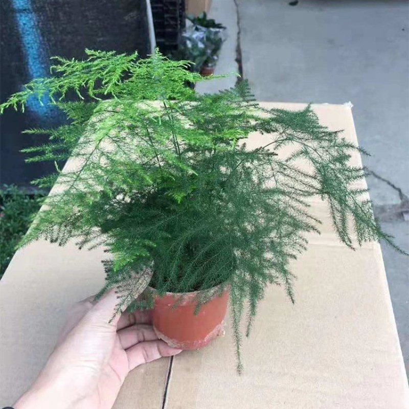 文竹