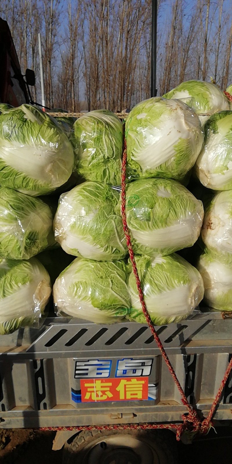 大白菜，秦白2号