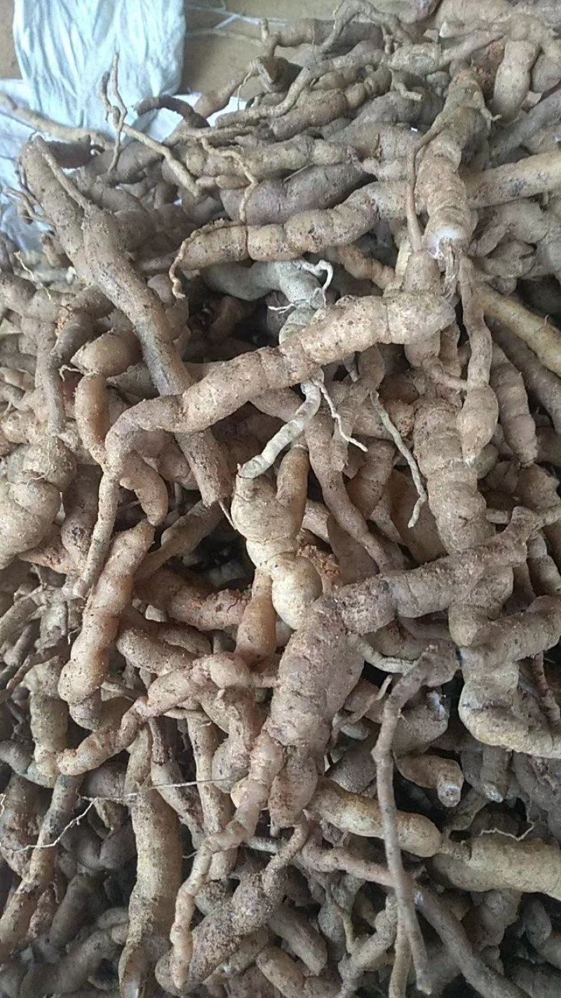 中药材都是好货，何首乌治长发