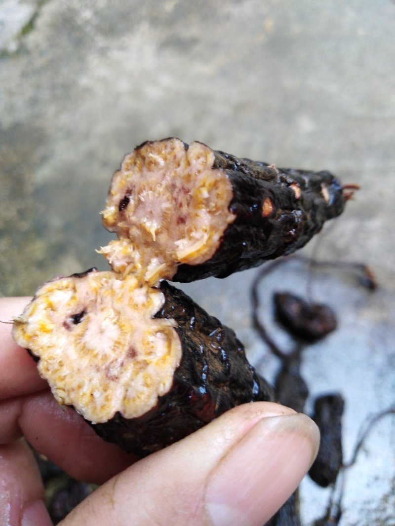 中药材都是好货，何首乌治长发