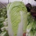 北京新三号白菜