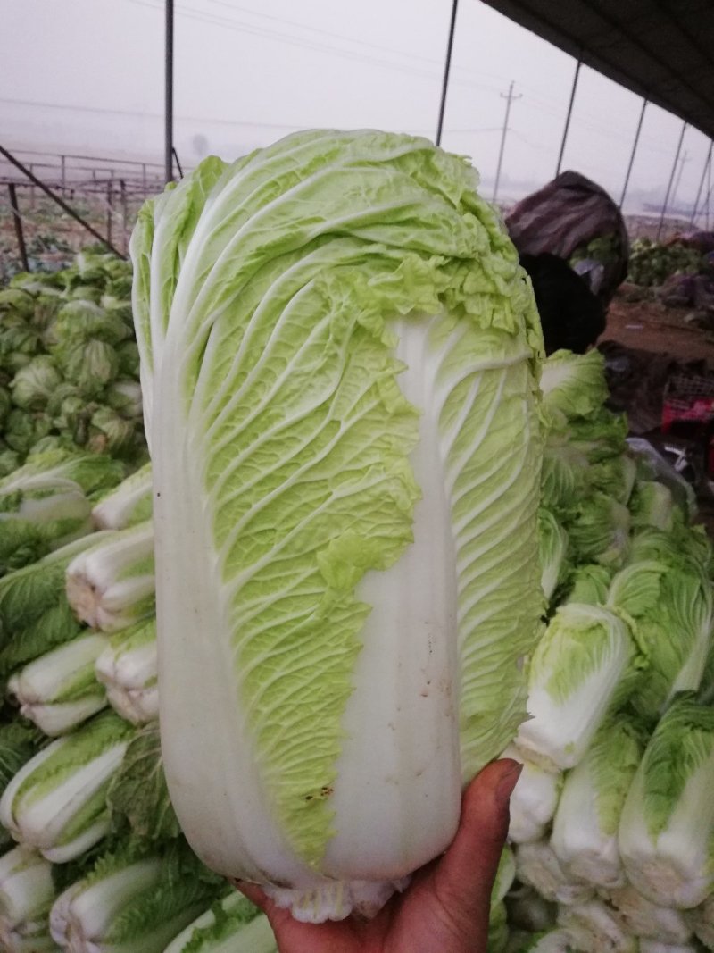 北京新三号白菜