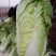 北京新三号白菜