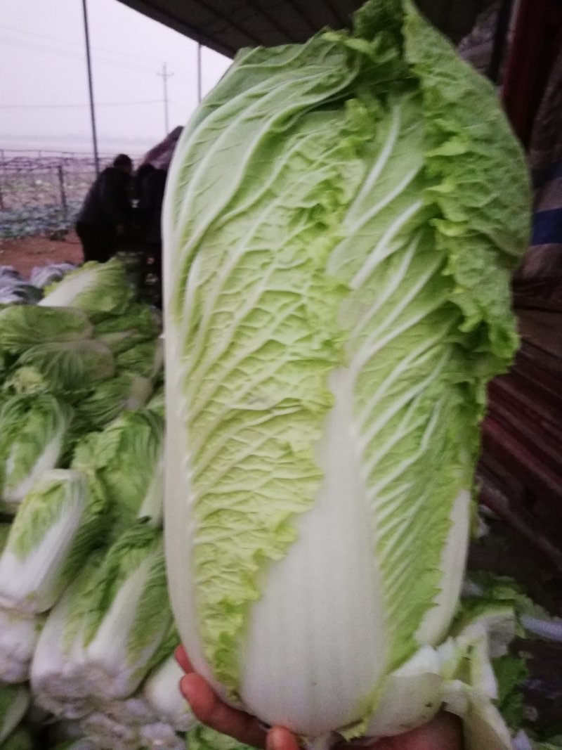 北京新三号白菜