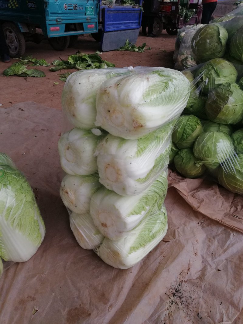 北京新三号白菜