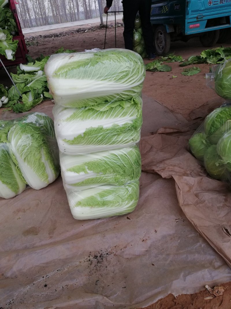 北京新三号白菜