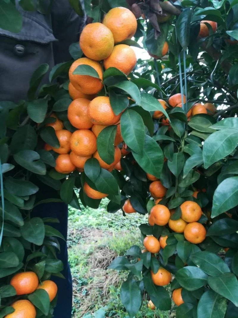 广西梧州藤县细皮起沙特甜金秋沙糖桔